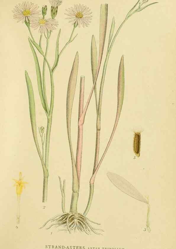 Reproducción/Reproduction 49157672281: Billeder af Nordens flora,. København,G.E.C. Gad,1901-1903 [i.e. 1907]. 