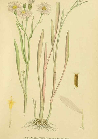 Reproducción/Reproduction 49157672281: Billeder af Nordens flora,. København,G.E.C. Gad,1901-1903 [i.e. 1907]. 