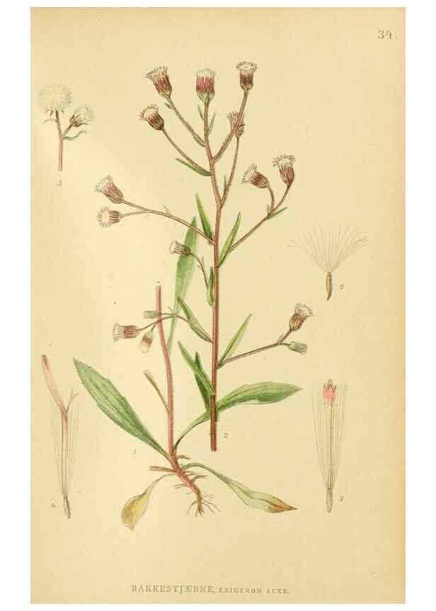 Reproducción/Reproduction 49157894102: Billeder af Nordens flora,. København,G.E.C. Gad,1901-1903 [i.e. 1907]. 