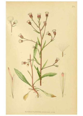 Reproducción/Reproduction 49157894102: Billeder af Nordens flora,. København,G.E.C. Gad,1901-1903 [i.e. 1907]. 