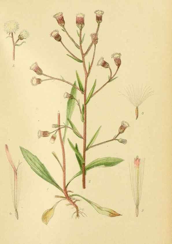 Reproducción/Reproduction 49157894102: Billeder af Nordens flora,. København,G.E.C. Gad,1901-1903 [i.e. 1907]. 