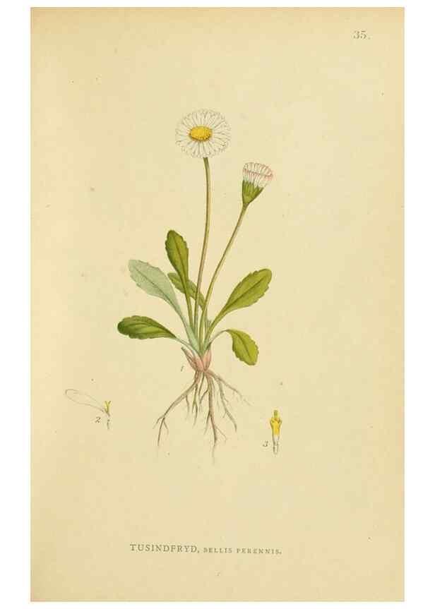 Reproducción/Reproduction 49157183633: Billeder af Nordens flora,. København,G.E.C. Gad,1901-1903 [i.e. 1907]. 