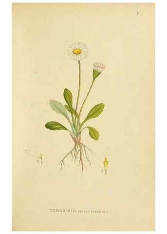 Reproducción/Reproduction 49157183633: Billeder af Nordens flora,. København,G.E.C. Gad,1901-1903 [i.e. 1907]. 