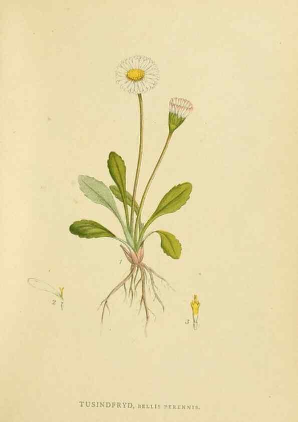 Reproducción/Reproduction 49157183633: Billeder af Nordens flora,. København,G.E.C. Gad,1901-1903 [i.e. 1907]. 