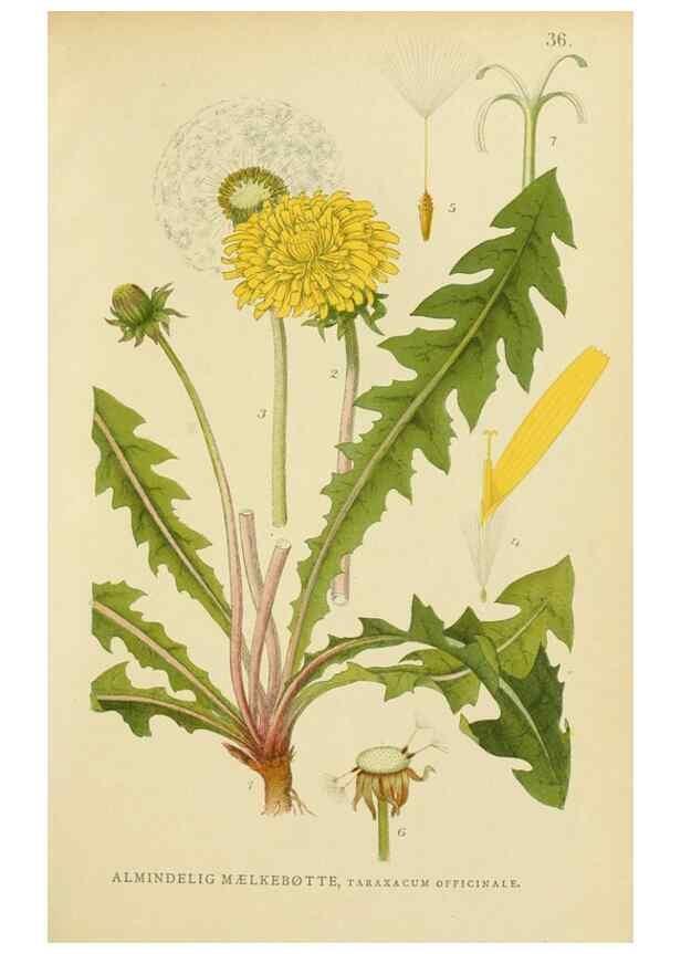 Reproducción/Reproduction 49157183893: Billeder af Nordens flora,. København,G.E.C. Gad,1901-1903 [i.e. 1907]. 