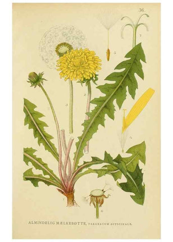 Reproducción/Reproduction 49157183893: Billeder af Nordens flora,. København,G.E.C. Gad,1901-1903 [i.e. 1907]. 