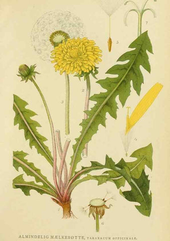 Reproducción/Reproduction 49157183893: Billeder af Nordens flora,. København,G.E.C. Gad,1901-1903 [i.e. 1907]. 