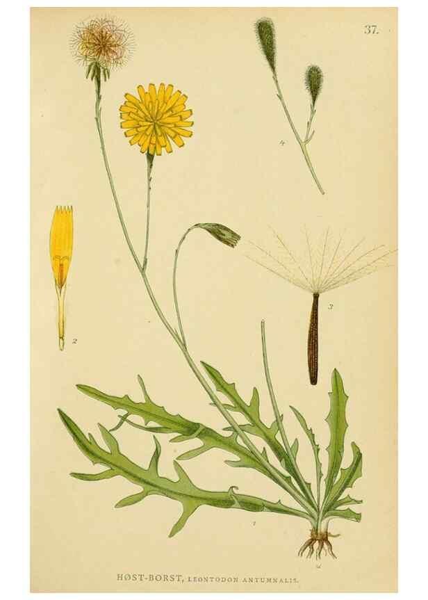 Reproducción/Reproduction 49157673446: Billeder af Nordens flora,. København,G.E.C. Gad,1901-1903 [i.e. 1907]. 