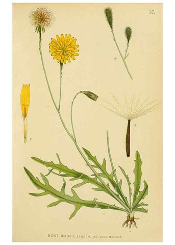 Reproducción/Reproduction 49157673446: Billeder af Nordens flora,. København,G.E.C. Gad,1901-1903 [i.e. 1907]. 