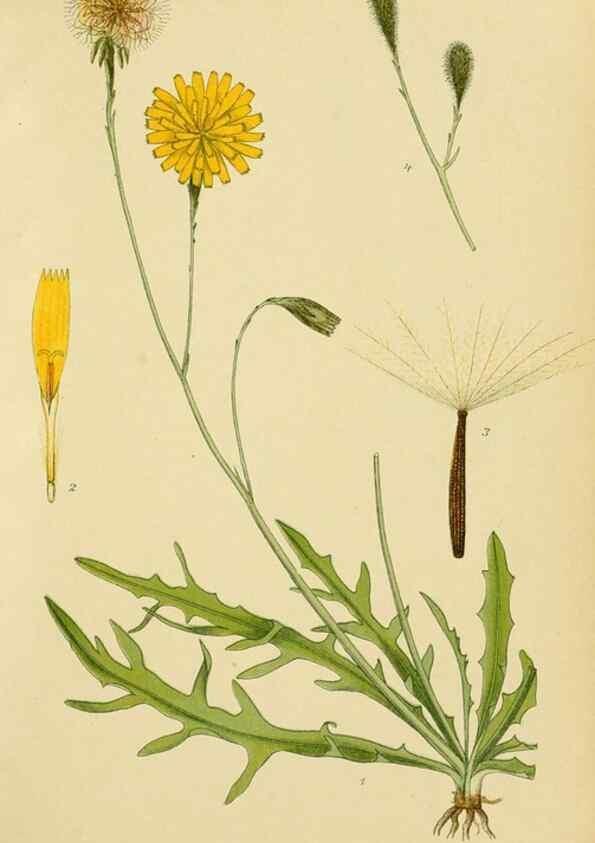 Reproducción/Reproduction 49157673446: Billeder af Nordens flora,. København,G.E.C. Gad,1901-1903 [i.e. 1907]. 