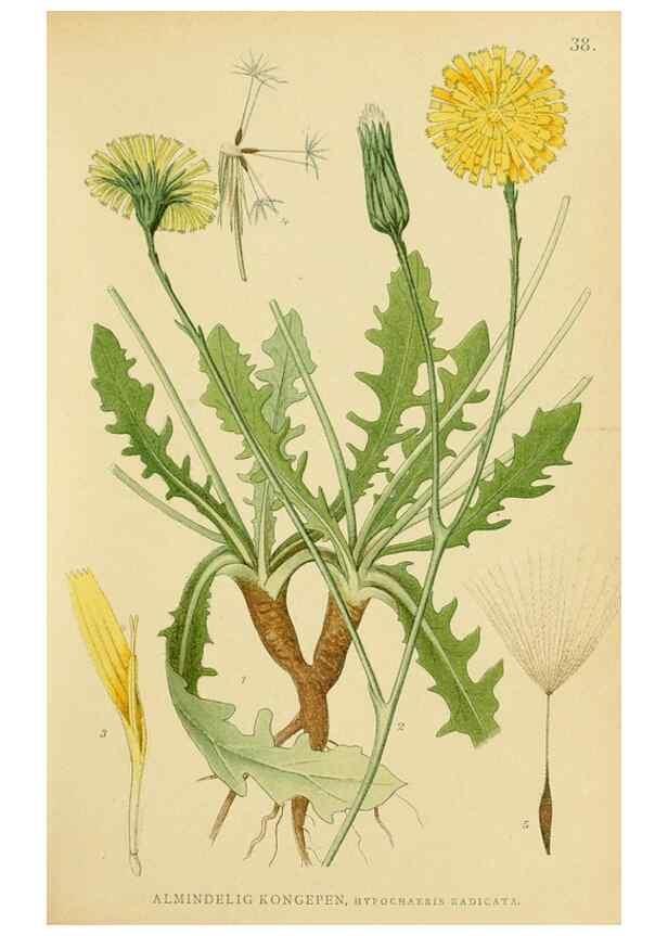 Reproducción/Reproduction 49157184473: Billeder af Nordens flora,. København,G.E.C. Gad,1901-1903 [i.e. 1907]. 