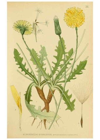 Reproducción/Reproduction 49157184473: Billeder af Nordens flora,. København,G.E.C. Gad,1901-1903 [i.e. 1907]. 
