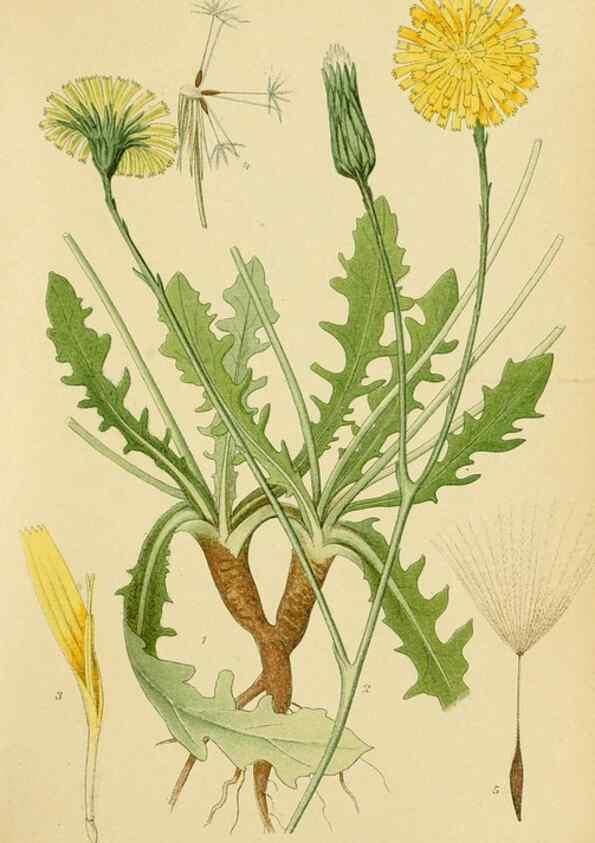 Reproducción/Reproduction 49157184473: Billeder af Nordens flora,. København,G.E.C. Gad,1901-1903 [i.e. 1907]. 