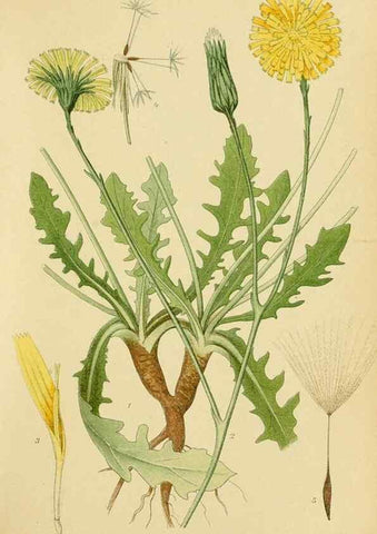 Reproducción/Reproduction 49157184473: Billeder af Nordens flora,. København,G.E.C. Gad,1901-1903 [i.e. 1907]. 
