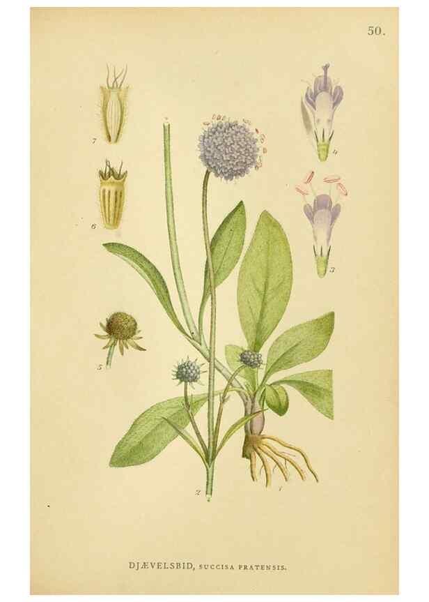 Reproducción/Reproduction 49157677196: Billeder af Nordens flora,. København,G.E.C. Gad,1901-1903 [i.e. 1907]. 