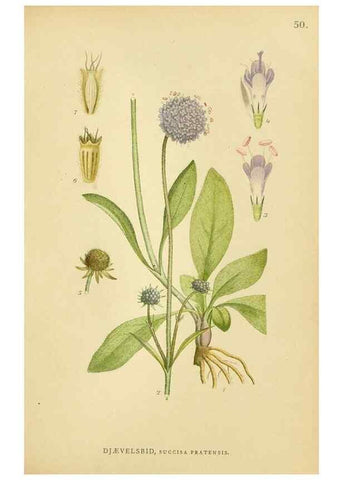 Reproducción/Reproduction 49157677196: Billeder af Nordens flora,. København,G.E.C. Gad,1901-1903 [i.e. 1907]. 