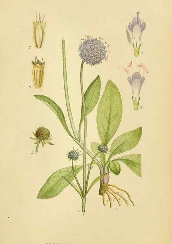 Reproducción/Reproduction 49157677196: Billeder af Nordens flora,. København,G.E.C. Gad,1901-1903 [i.e. 1907]. 