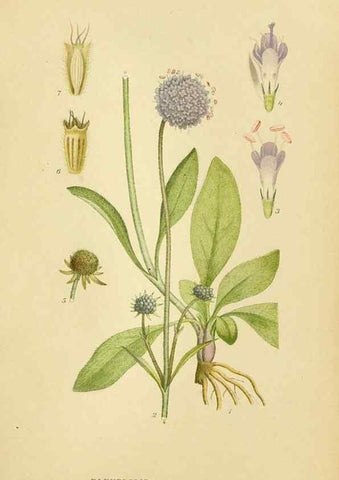Reproducción/Reproduction 49157677196: Billeder af Nordens flora,. København,G.E.C. Gad,1901-1903 [i.e. 1907]. 