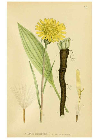 Reproducción/Reproduction 49157184748: Billeder af Nordens flora,. København,G.E.C. Gad,1901-1903 [i.e. 1907]. 