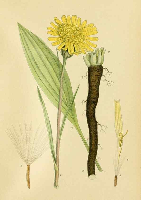 Reproducción/Reproduction 49157184748: Billeder af Nordens flora,. København,G.E.C. Gad,1901-1903 [i.e. 1907]. 