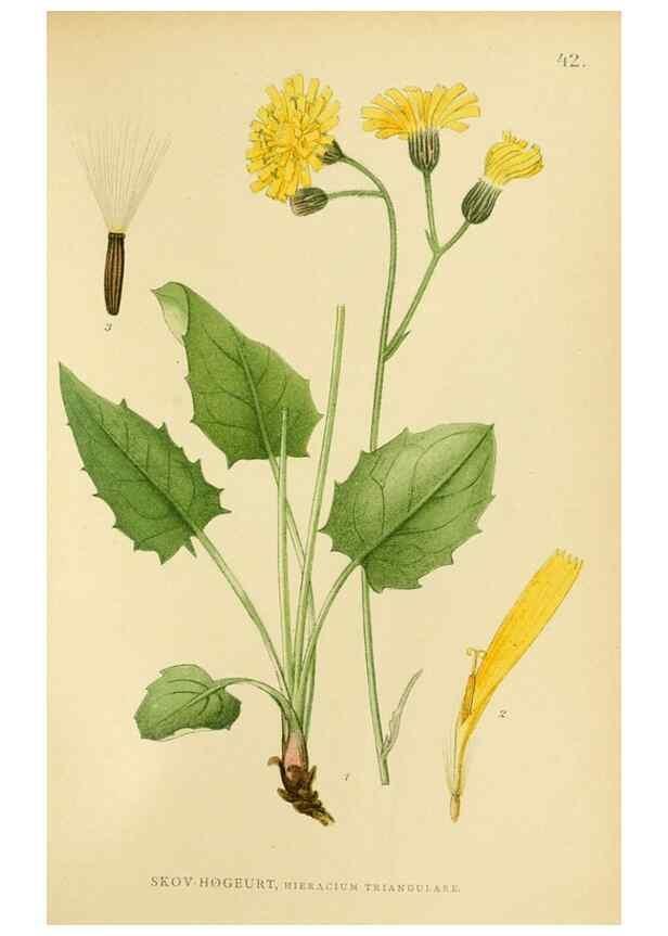 Reproducción/Reproduction 49157185418: Billeder af Nordens flora,. København,G.E.C. Gad,1901-1903 [i.e. 1907]. 