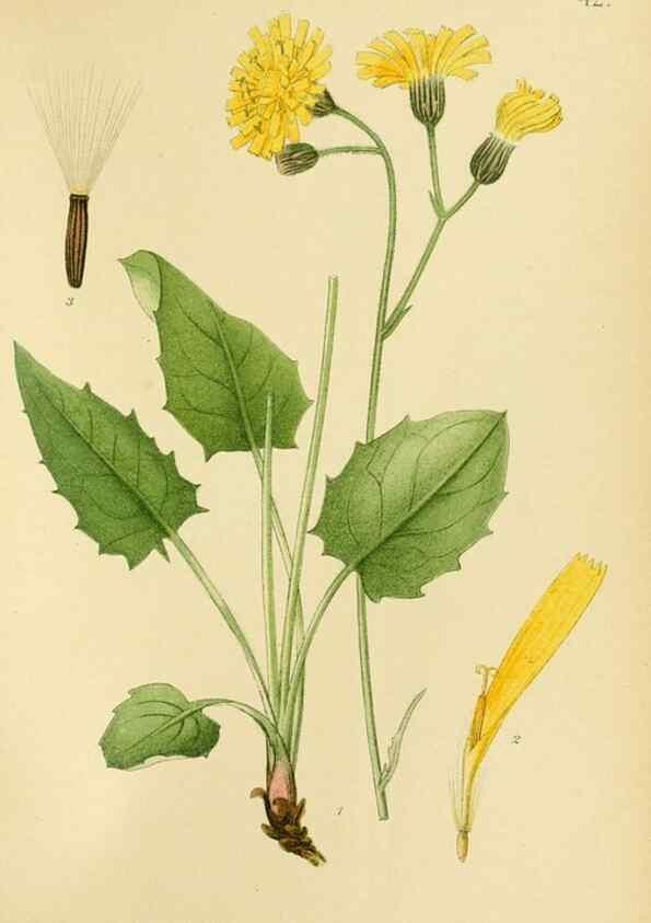 Reproducción/Reproduction 49157185418: Billeder af Nordens flora,. København,G.E.C. Gad,1901-1903 [i.e. 1907]. 