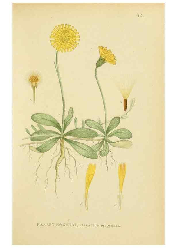 Reproducción/Reproduction 49157674911: Billeder af Nordens flora,. København,G.E.C. Gad,1901-1903 [i.e. 1907]. 