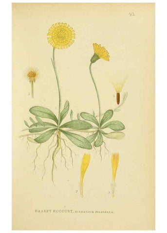 Reproducción/Reproduction 49157674911: Billeder af Nordens flora,. København,G.E.C. Gad,1901-1903 [i.e. 1907]. 