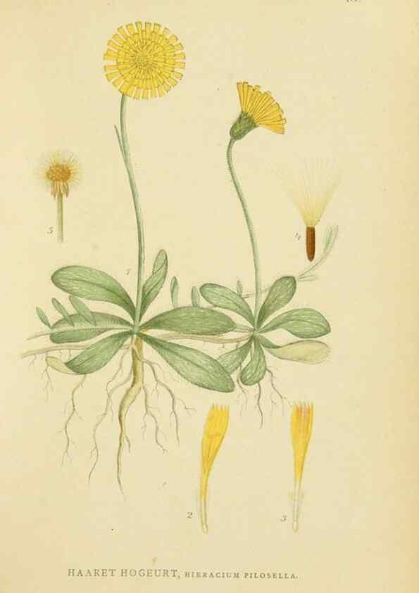 Reproducción/Reproduction 49157674911: Billeder af Nordens flora,. København,G.E.C. Gad,1901-1903 [i.e. 1907]. 