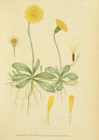 Reproducción/Reproduction 49157674911: Billeder af Nordens flora,. København,G.E.C. Gad,1901-1903 [i.e. 1907]. 