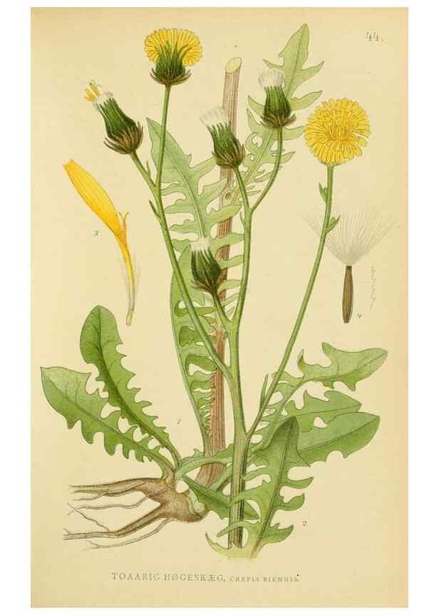 Reproducción/Reproduction 49157186068: Billeder af Nordens flora,. København,G.E.C. Gad,1901-1903 [i.e. 1907]. 
