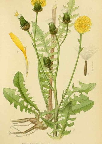 Reproducción/Reproduction 49157186068: Billeder af Nordens flora,. København,G.E.C. Gad,1901-1903 [i.e. 1907]. 