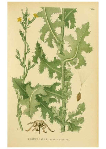 Reproducción/Reproduction 49157675626: Billeder af Nordens flora,. København,G.E.C. Gad,1901-1903 [i.e. 1907]. 