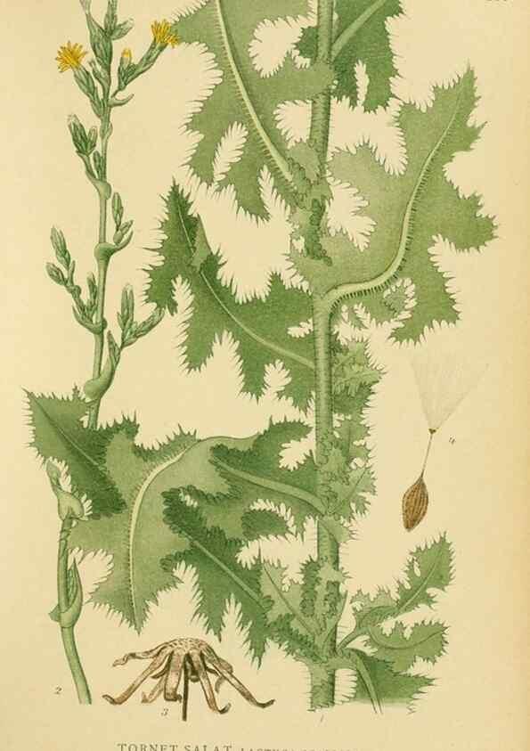 Reproducción/Reproduction 49157675626: Billeder af Nordens flora,. København,G.E.C. Gad,1901-1903 [i.e. 1907]. 