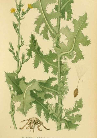 Reproducción/Reproduction 49157675626: Billeder af Nordens flora,. København,G.E.C. Gad,1901-1903 [i.e. 1907]. 