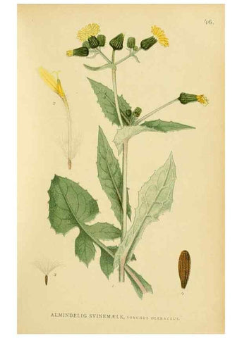 Reproducción/Reproduction 49157897592: Billeder af Nordens flora,. København,G.E.C. Gad,1901-1903 [i.e. 1907]. 
