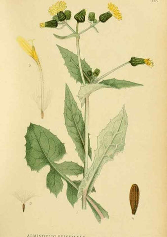 Reproducción/Reproduction 49157897592: Billeder af Nordens flora,. København,G.E.C. Gad,1901-1903 [i.e. 1907]. 