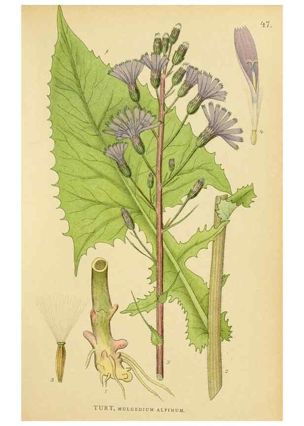 Reproducción/Reproduction 49157676321: Billeder af Nordens flora,. København,G.E.C. Gad,1901-1903 [i.e. 1907]. 