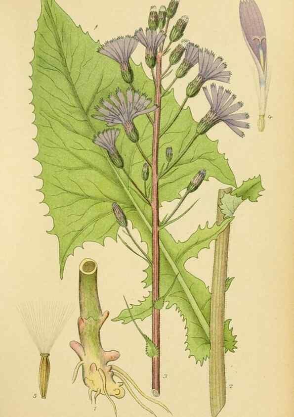 Reproducción/Reproduction 49157676321: Billeder af Nordens flora,. København,G.E.C. Gad,1901-1903 [i.e. 1907]. 