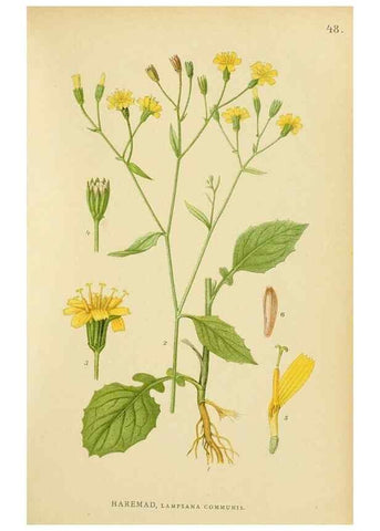 Reproducción/Reproduction 49157676611: Billeder af Nordens flora,. København,G.E.C. Gad,1901-1903 [i.e. 1907]. 