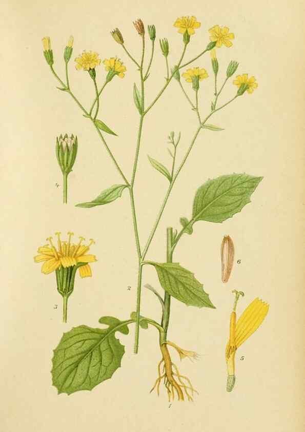 Reproducción/Reproduction 49157676611: Billeder af Nordens flora,. København,G.E.C. Gad,1901-1903 [i.e. 1907]. 