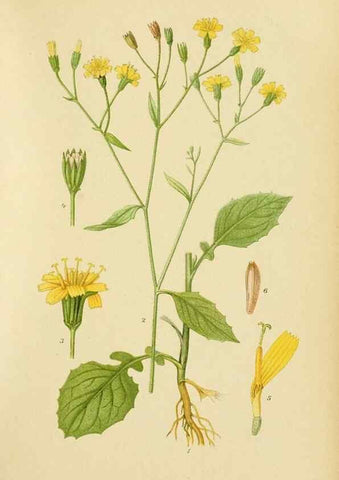 Reproducción/Reproduction 49157676611: Billeder af Nordens flora,. København,G.E.C. Gad,1901-1903 [i.e. 1907]. 
