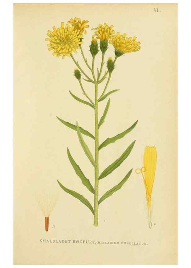 Reproducción/Reproduction 49157895837: Billeder af Nordens flora,. København,G.E.C. Gad,1901-1903 [i.e. 1907]. 