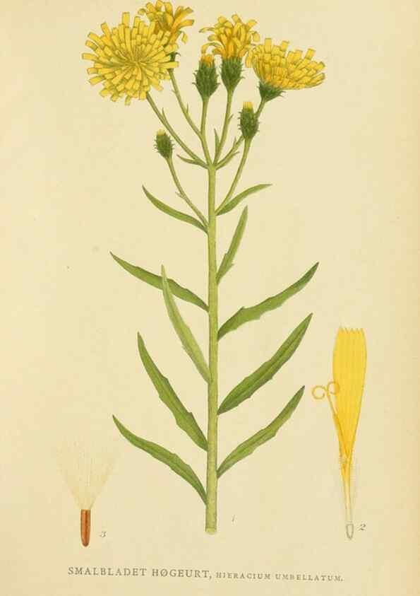 Reproducción/Reproduction 49157895837: Billeder af Nordens flora,. København,G.E.C. Gad,1901-1903 [i.e. 1907]. 