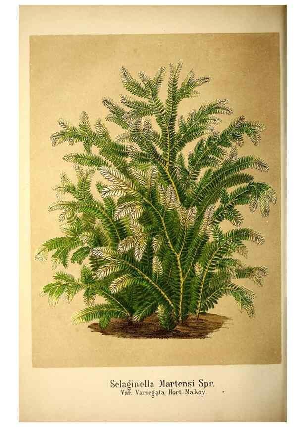 Reproducción/Reproduction 49168265166: Belgique horticole.. Liége.. 