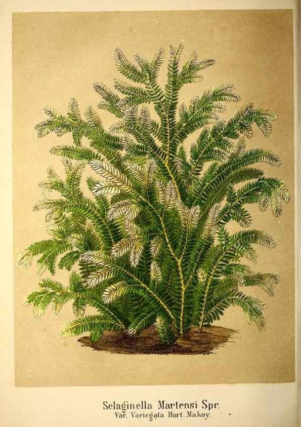 Reproducción/Reproduction 49168265166: Belgique horticole.. Liége.. 