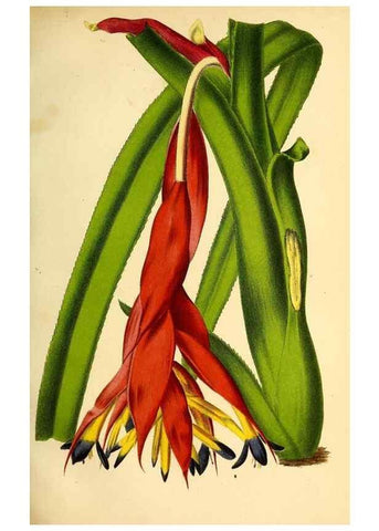 Reproducción/Reproduction 49168492897: Belgique horticole.. Liége.. 