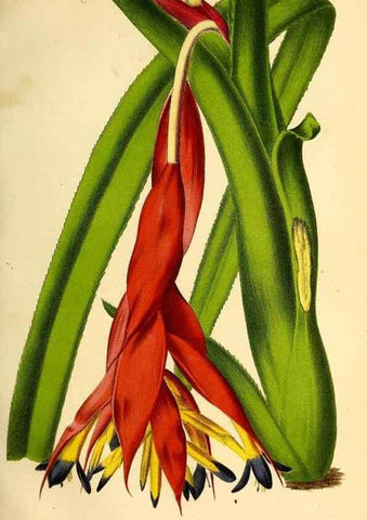 Reproducción/Reproduction 49168492897: Belgique horticole.. Liége.. 