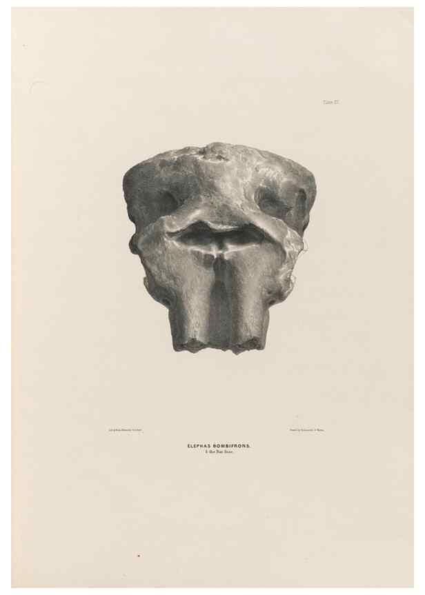 Reproducción/Reproduction 49227743976: Fauna antiqua sivalensis, being the fossil zoology of the Sewalik Hills, in the north of India. London :Smith, Elder and Co.,1846.. 