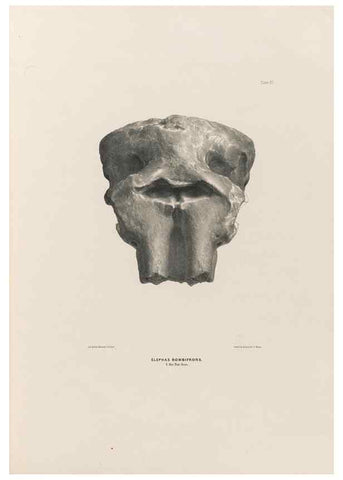 Reproducción/Reproduction 49227743976: Fauna antiqua sivalensis, being the fossil zoology of the Sewalik Hills, in the north of India. London :Smith, Elder and Co.,1846.. 